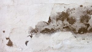 Mérule dans une maison : comment l’humidité révèle sa présence